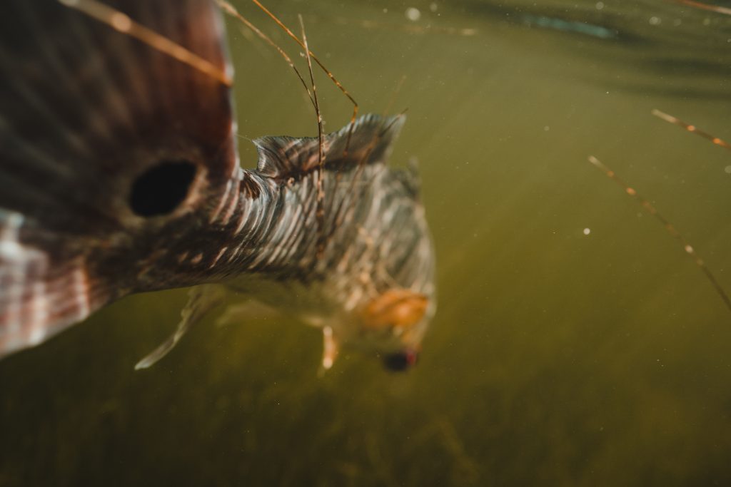 Underwater Texas redfish