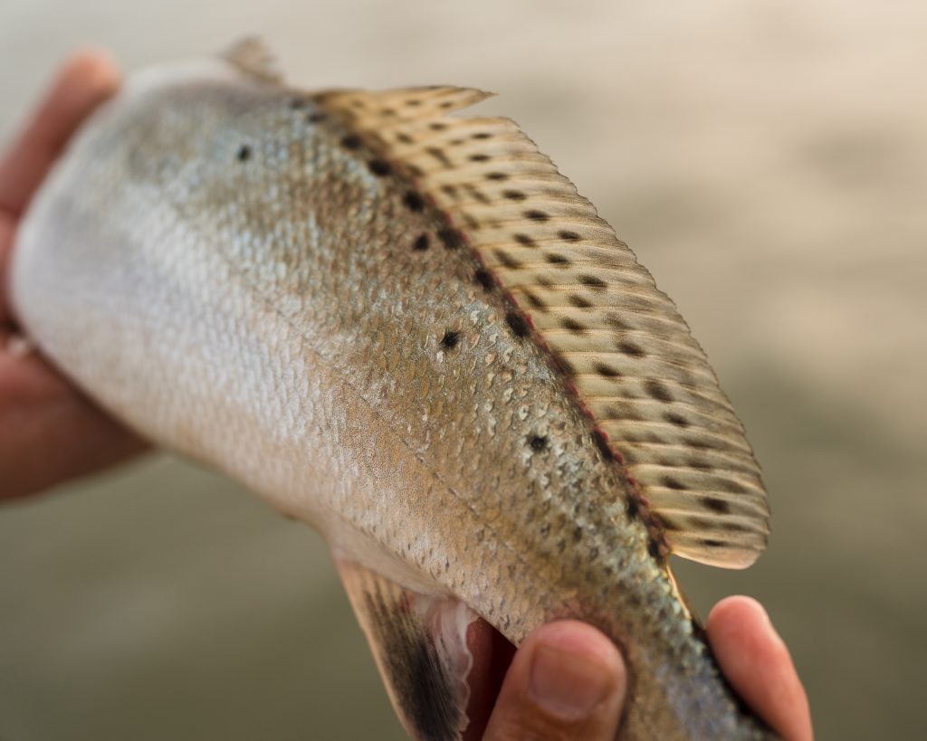 Texas speckled trout